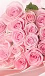 pic for Pink Roses 768x1280
